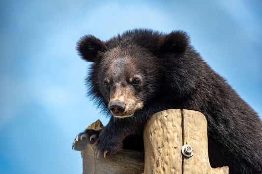 Four Paws International and the Asiatic Black Bear