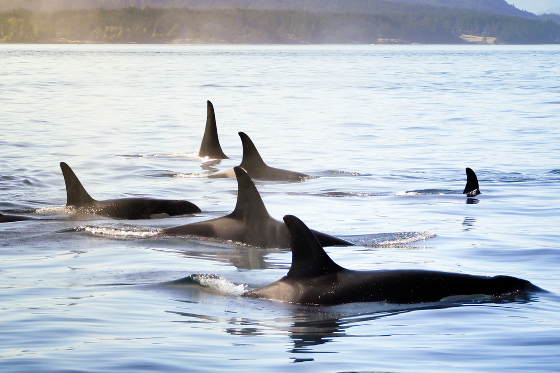 Orca Conservancy!