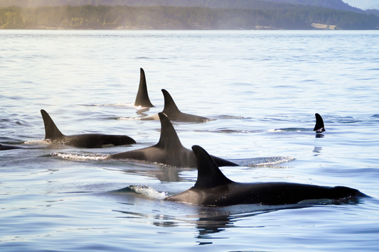 Orca Conservancy!