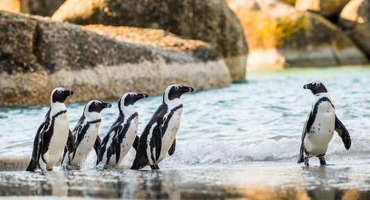 SANCCOB and the African Penguin