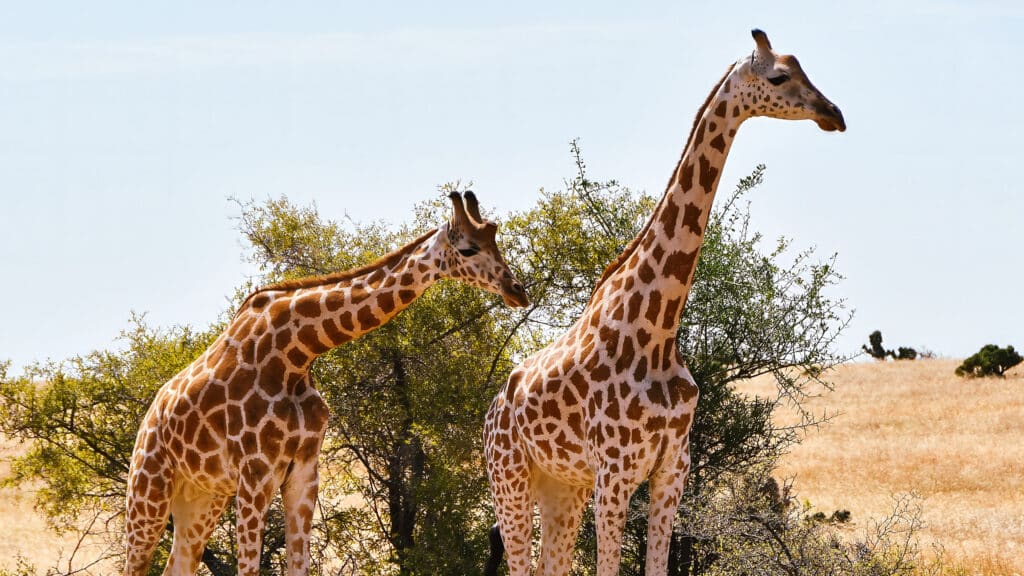 The Sheldrick Wildlife Trust!