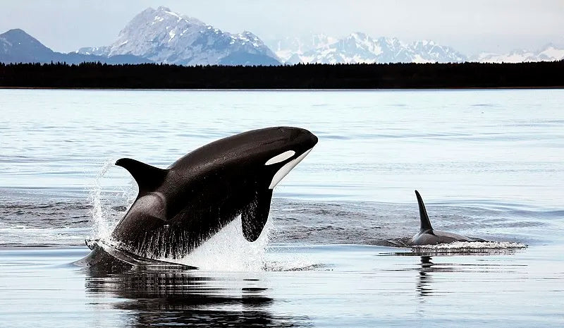 Orca Conservancy!